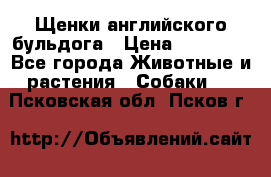 Щенки английского бульдога › Цена ­ 40 000 - Все города Животные и растения » Собаки   . Псковская обл.,Псков г.